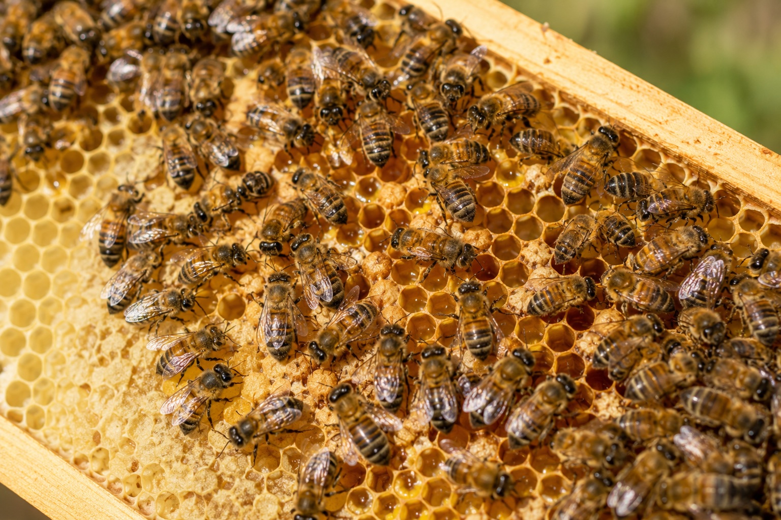 Arbeitsbienen auf der Wabe